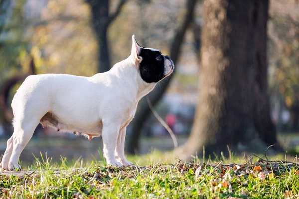 O Bulldog francês bonito — Fotografia de Stock