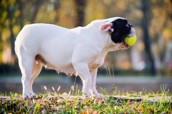 De leuke Franse Bulldog — Stockfoto