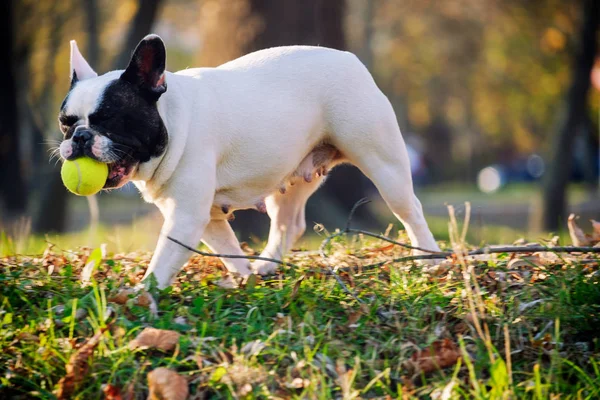 Az aranyos Francia Bulldog — Stock Fotó