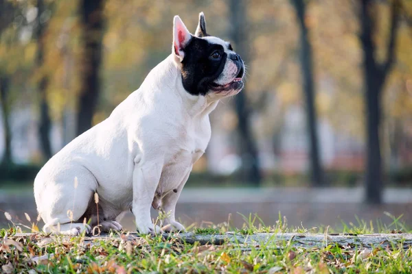 De leuke Franse Bulldog — Stockfoto