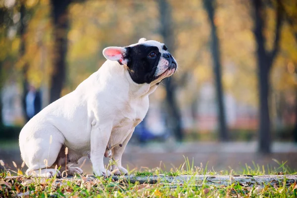 Leuke Franse Bulldog Herfst Buiten Gras — Stockfoto