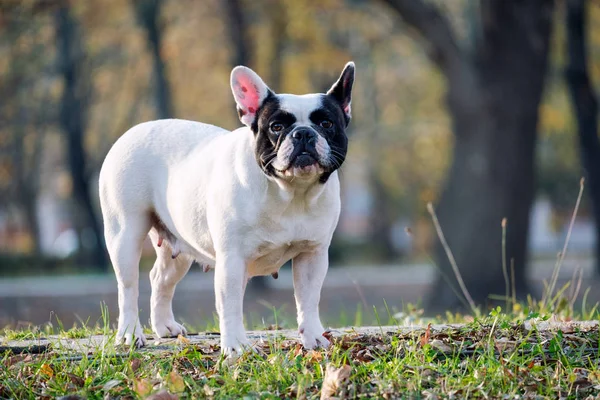 O Bulldog francês bonito — Fotografia de Stock
