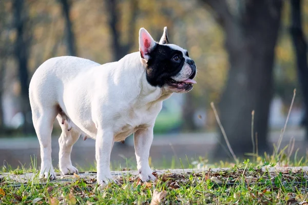 Az aranyos Francia Bulldog — Stock Fotó