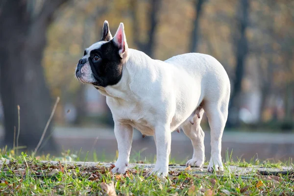 Őszi Szabadtéri Fűben Aranyos Francia Bulldog — Stock Fotó