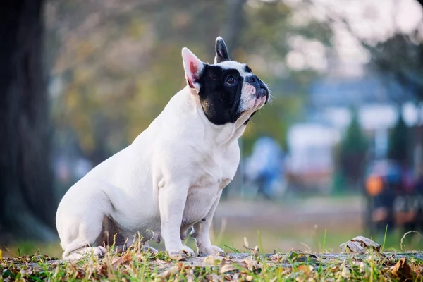 Ładny Buldog francuski — Zdjęcie stockowe