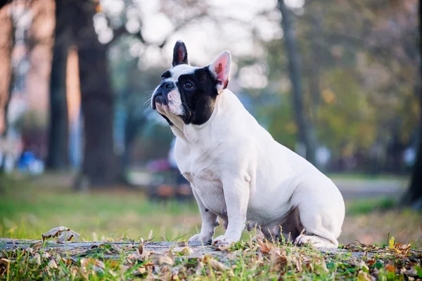 O Bulldog francês bonito — Fotografia de Stock