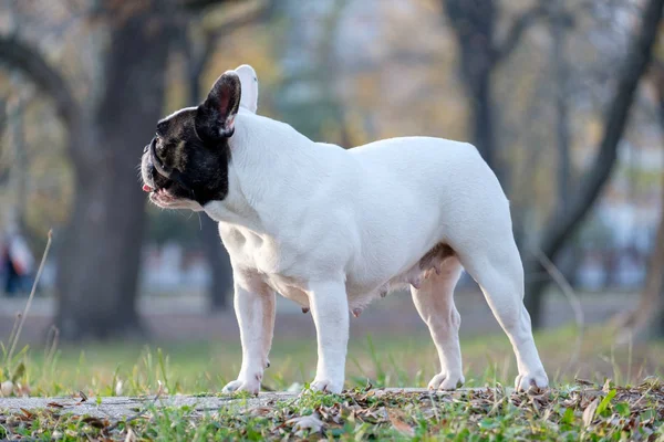 Die süße französische Bulldogge — Stockfoto