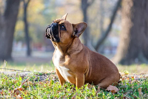 Die süße französische Bulldogge — Stockfoto