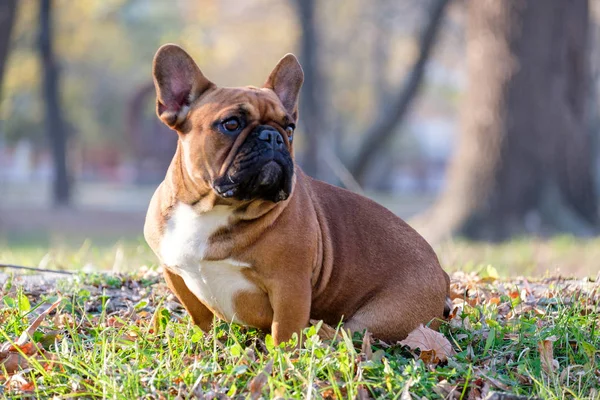 Die süße französische Bulldogge — Stockfoto
