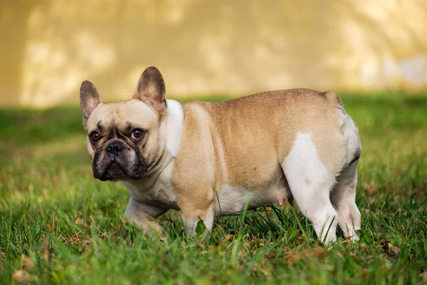 Bulldog Francês Bonito Outono Grama Livre — Fotografia de Stock