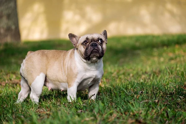 Lindo Bulldog Francés Otoño Hierba Aire Libre —  Fotos de Stock