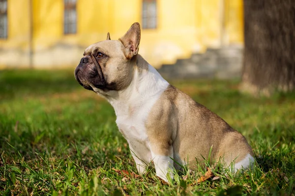 Őszi Szabadtéri Fűben Aranyos Francia Bulldog — Stock Fotó