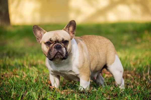 Leuke Franse Bulldog Herfst Buiten Gras — Stockfoto