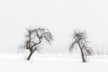 Minimal winter landscape in Slovenia-Europe clipart
