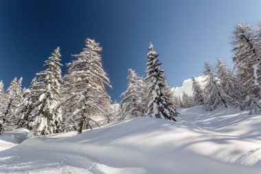 çam ağaçları ile kış manzarası
