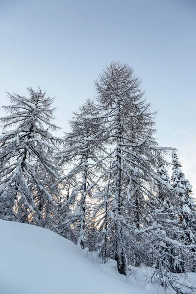 モミの木と冬の風景 — ストック写真