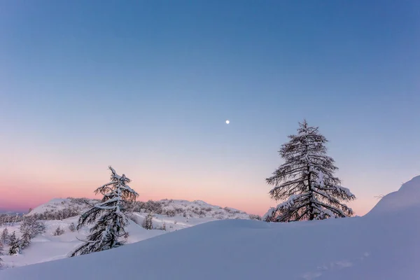 Winterlandschaft mit Tannen — Stockfoto