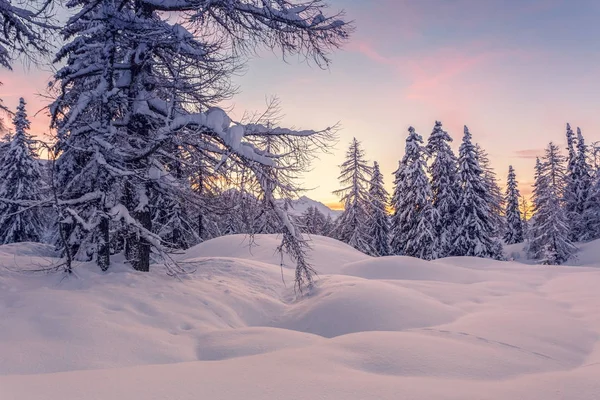 Çam ağaçları ile kış manzarası — Stok fotoğraf