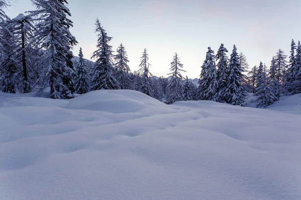Paesaggio invernale con abeti — Foto Stock
