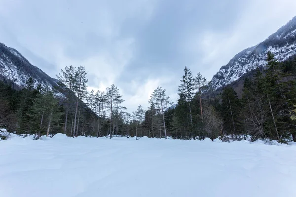Paesaggio invernale con abeti — Foto Stock