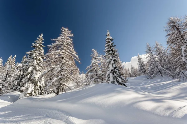 Winter landscape with fir trees — Stock Photo, Image