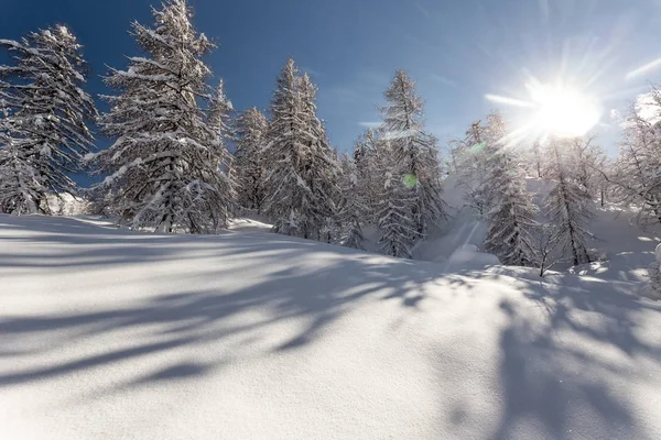 Winter landscape with fir trees — Stock Photo, Image