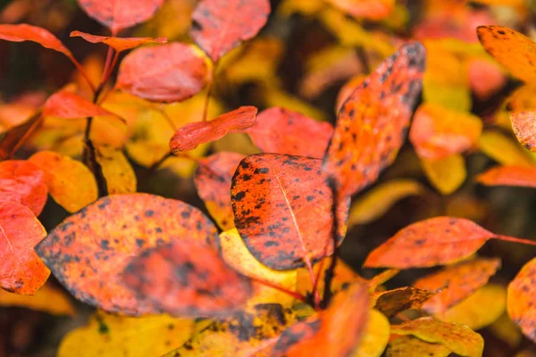 Czerwone liście jesienią — Zdjęcie stockowe