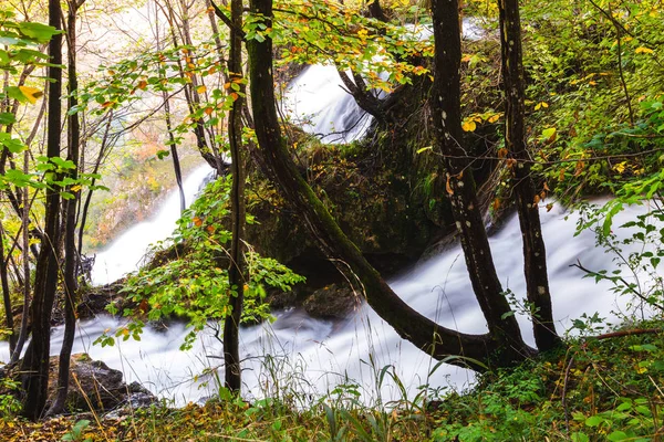 Fluxo que flui através da floresta — Fotografia de Stock