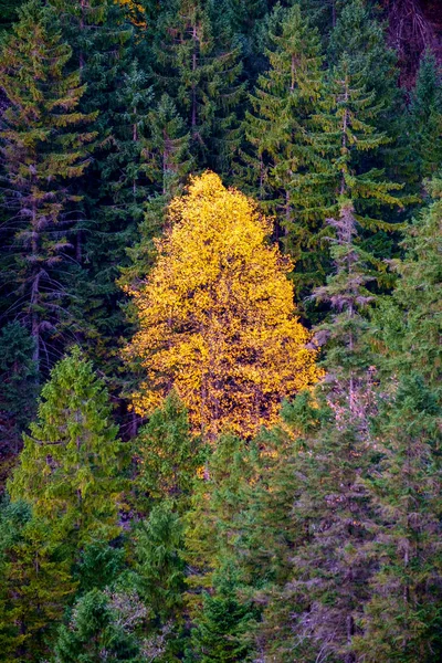 Foresta montana nei colori autunnali — Foto Stock