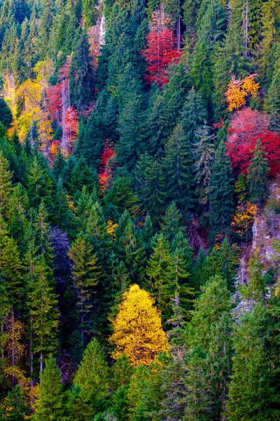 Sonbahar renklerinde dağ ormanı — Stok fotoğraf