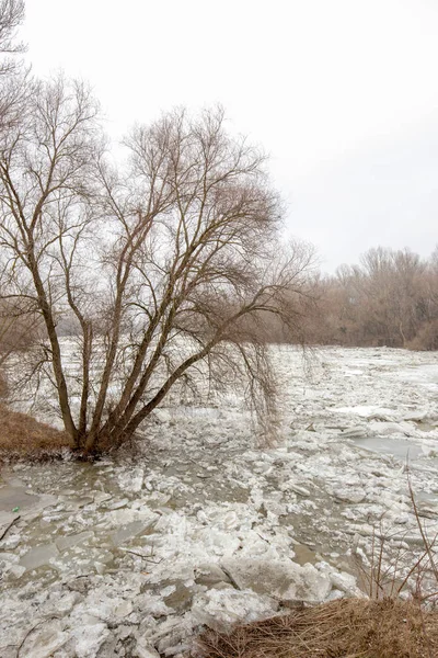 Spring flood, ice floes on the river — Stock Photo, Image