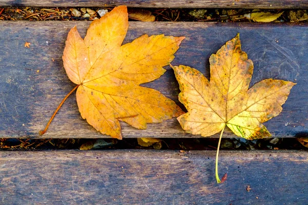 Folhas de outono coloridas no caminho — Fotografia de Stock