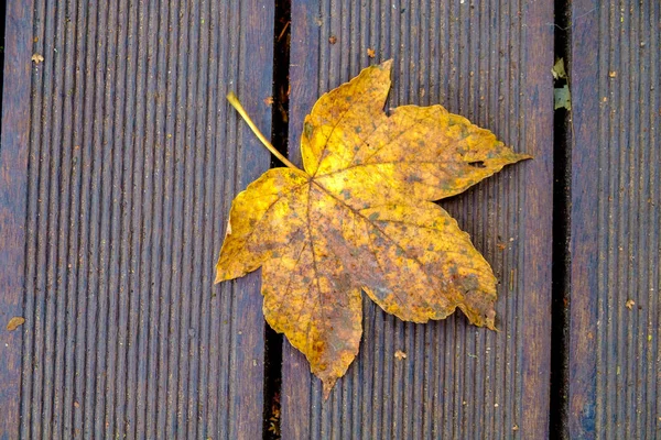 Barevné podzimní listí na chodník — Stock fotografie