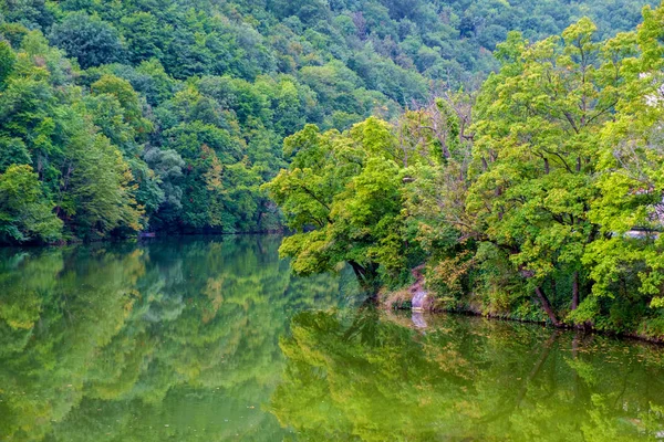 Δάσος στη λίμνη Hamori-Ουγγαρία — Φωτογραφία Αρχείου