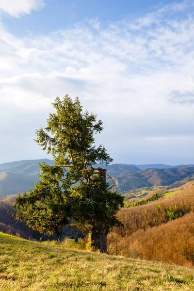 Een eenzame boom op de top van een heuvel — Stockfoto