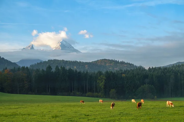 Vacas Pastando Prado Verdejante Nos Alpes Baviera Com Watzmann Maciço — Fotografia de Stock