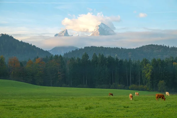 Vacas pastando en un prado verde exuberante —  Fotos de Stock