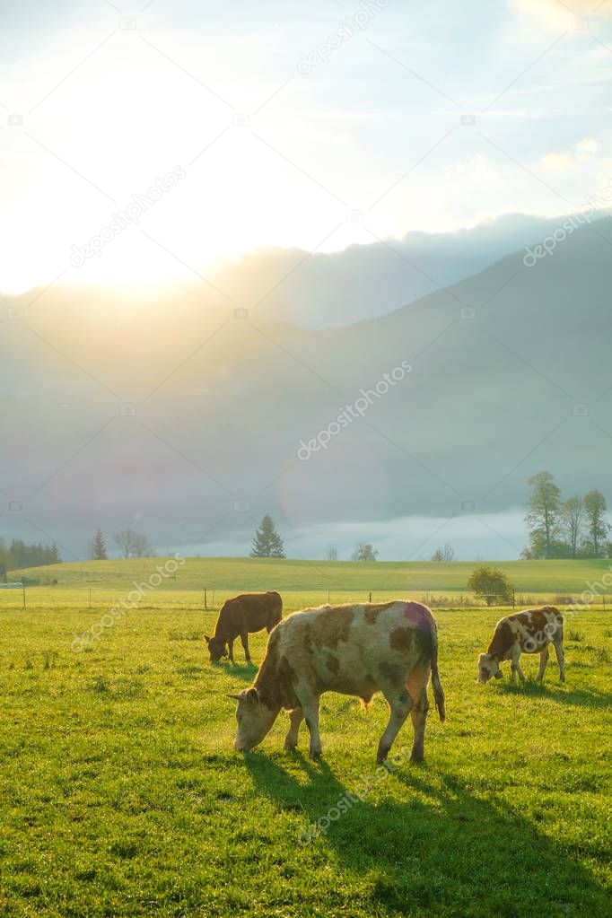 Cows grazing on a green lush meadow