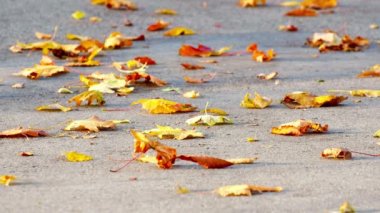 Hafifçe yerden sonbahar rüzgarla taşınan sonbahar yaprakları