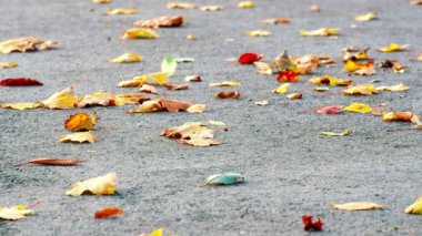 Hafifçe yerden sonbahar rüzgarla taşınan sonbahar yaprakları