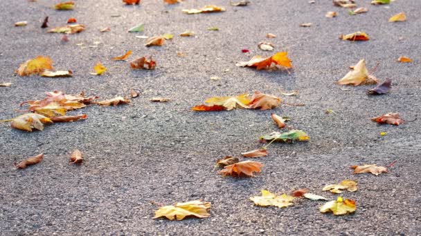 Herbstblätter Werden Vom Herbstwind Sanft Vom Boden Bewegt — Stockvideo