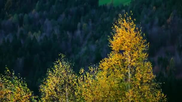 Herbstbäume Werden Oktober Vom Stürmischen Wind Bewegt — Stockvideo