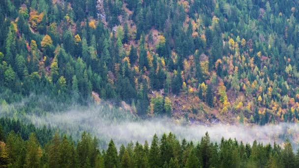 Paesaggio Nebbioso Con Boschi Abeti Nelle Dolomiti Alto Adige Italia — Video Stock