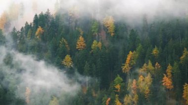 Orman ağaçları ile bulutlar ve sis sis ve kırmızı Kayak Dolomites, South Tyrol, İtalya asansörde