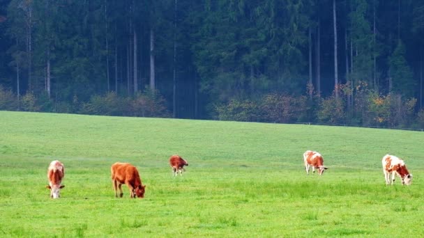 バイエルン アルプスに緑豊かな牧草地に放牧牛 国立公園ベルヒテス ババリア ドイツ — ストック動画