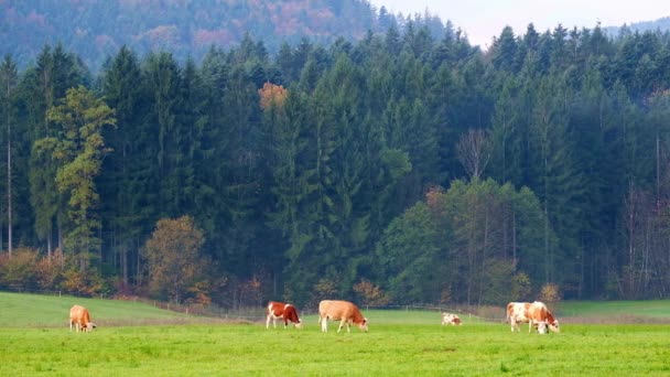 バイエルン アルプスに緑豊かな牧草地に放牧牛 国立公園ベルヒテス ババリア ドイツ — ストック動画