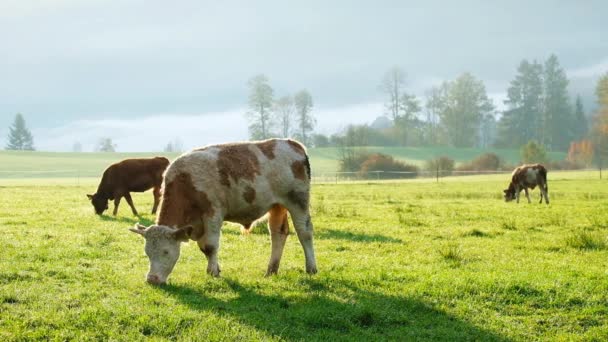 Vacas Pastando Exuberante Prado Verde Los Alpes Bávaros Nationalpark Berchtesgadener — Vídeo de stock