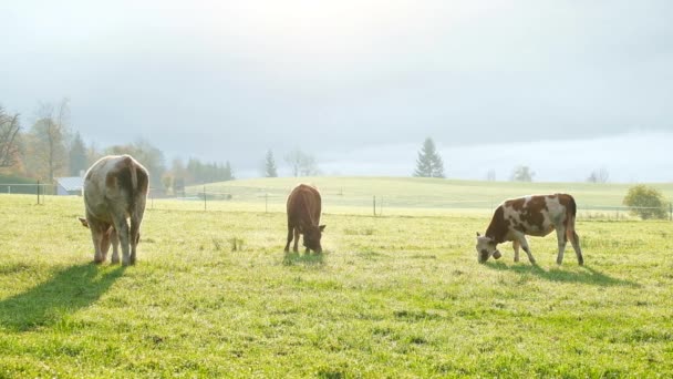 バイエルン アルプスに緑豊かな牧草地に放牧牛 国立公園ベルヒテス ババリア ドイツ — ストック動画