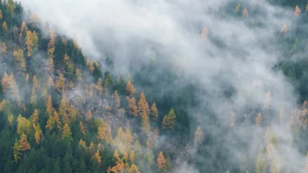 Pohon Hutan Dengan Awan Dan Kabut Kabut Dan Ski Merah — Stok Video