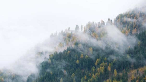 Pohon Hutan Dengan Awan Dan Kabut Kabut Dan Ski Merah — Stok Video